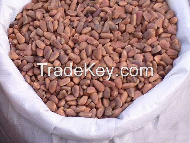 2014 New Corp China Bulk Natural Pine Nut with Shell