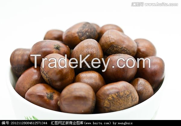 sweet chest,chinese chestnut