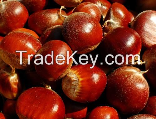 Fresh chestnuts of 2013 `-Crop from Masoo company,sweet