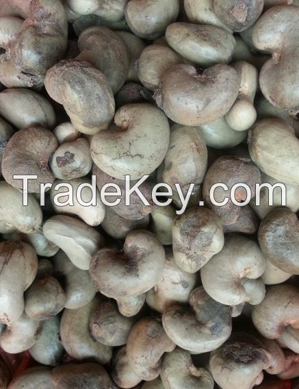 dried raw cashew nuts in shell