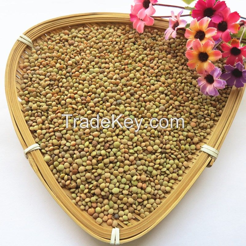 precooked green lentils /2016 new healthy bulk organic lentils