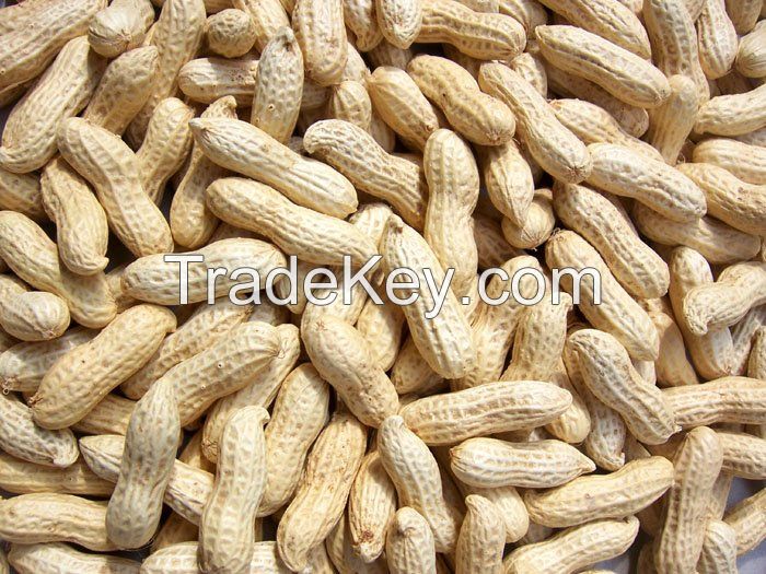 Peanut kernels/blanched peanuts/peanuts in shell