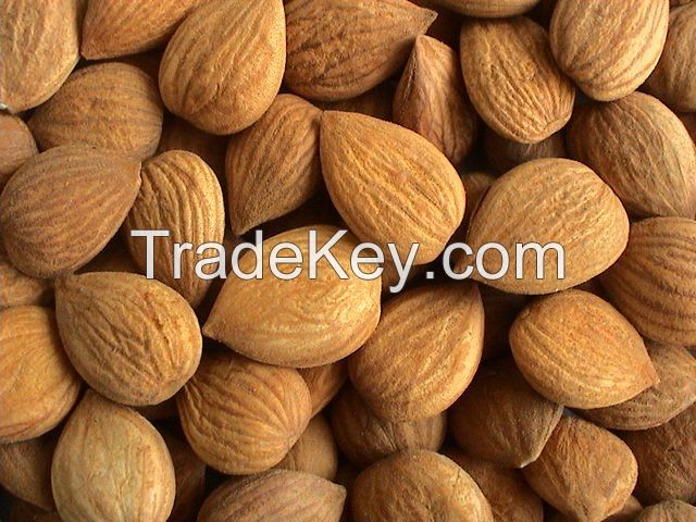 High Quality Apricot kernel extract