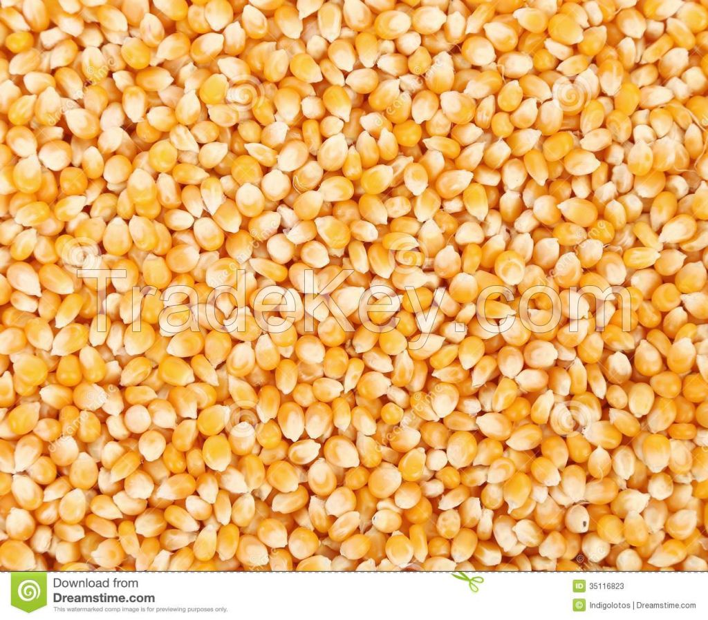 White and Yellow Corn/Maize GRADE 1