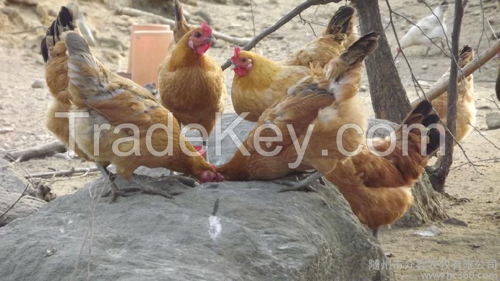 Green Foot and Yellow foot chicken