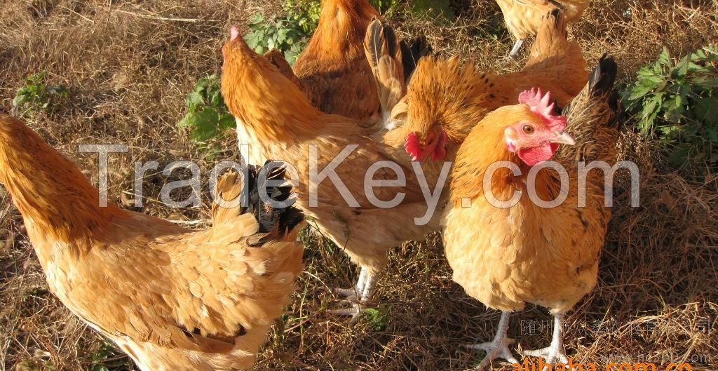 Green Foot and Yellow foot chicken