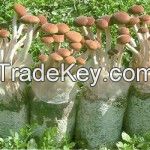 Wild Mushrooms Agrocybe Aegirita