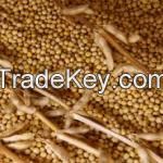 Soybeans