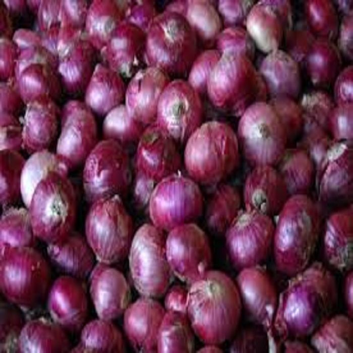  Red onion for sale