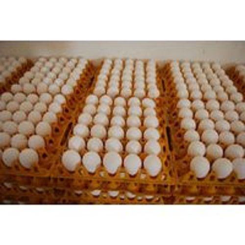 Best chicken eggs