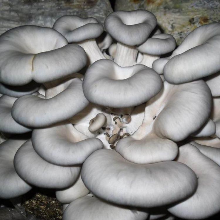 Oyster Mushroom