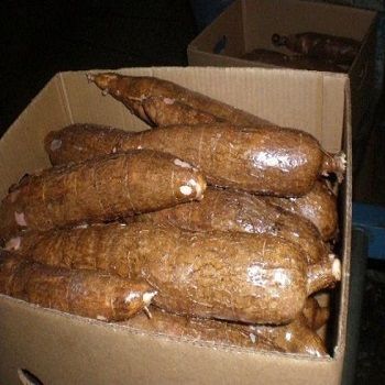 cassava Tuber