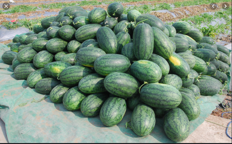 Cheap water melon
