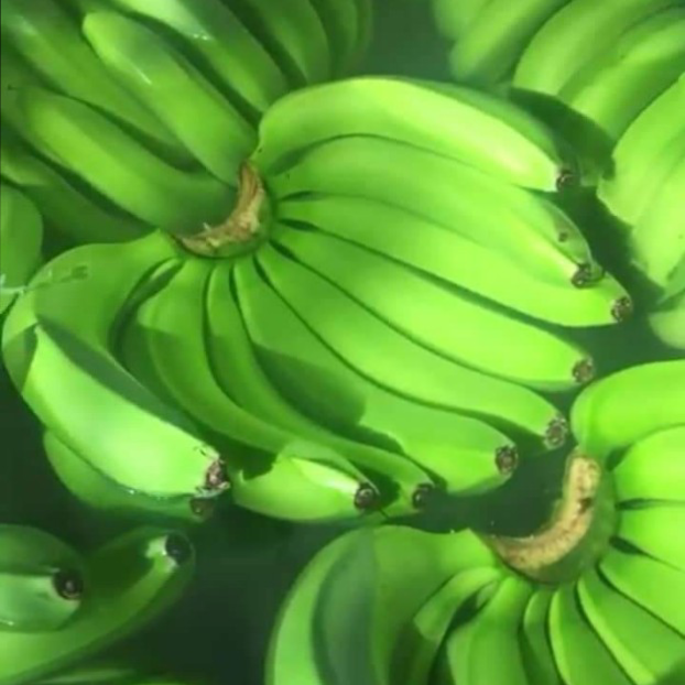 Nutritive banana