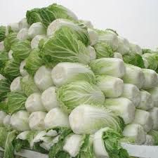 Bulk supply of fresh celery cabbage