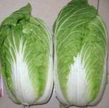 Bulk supply of fresh celery cabbage