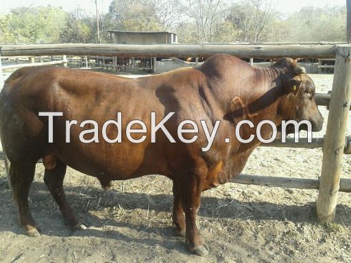 Cattles  for sale 