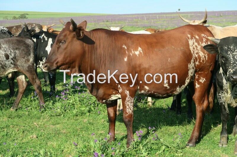 Cattles  for sale