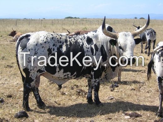 Nguni  Cattles for sale