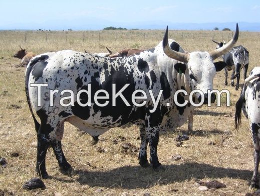 Nguni  Cattles for sale 