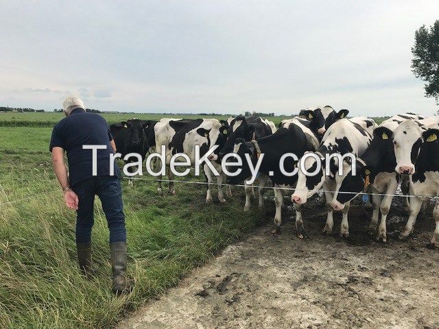 Friesian cows for sale