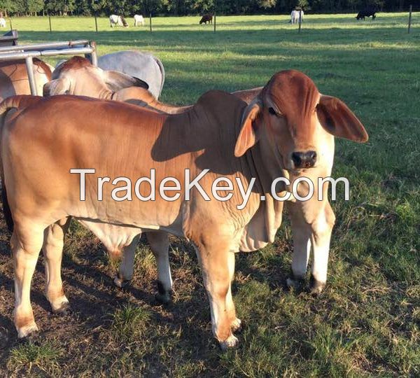 Calves  for sale