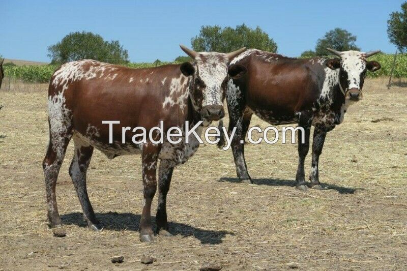 Cattles  for sale