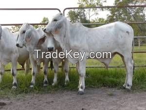 Calves  for sale