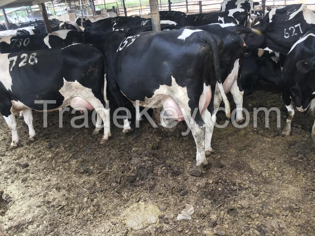 Friesian cows for sale