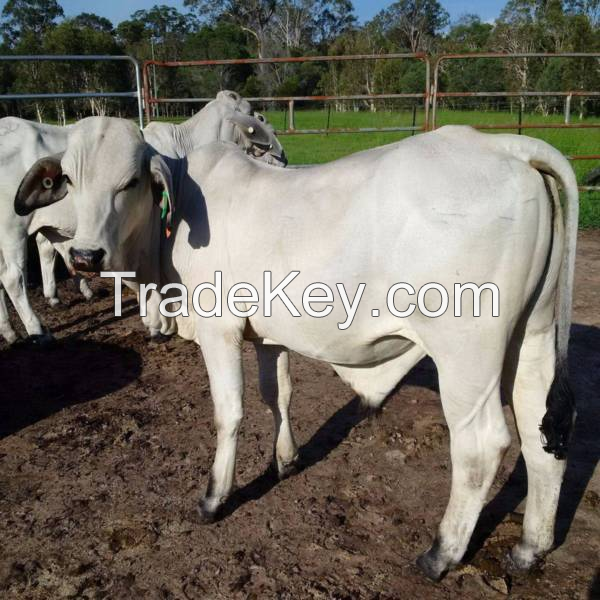 Brahman cattles  for sale 