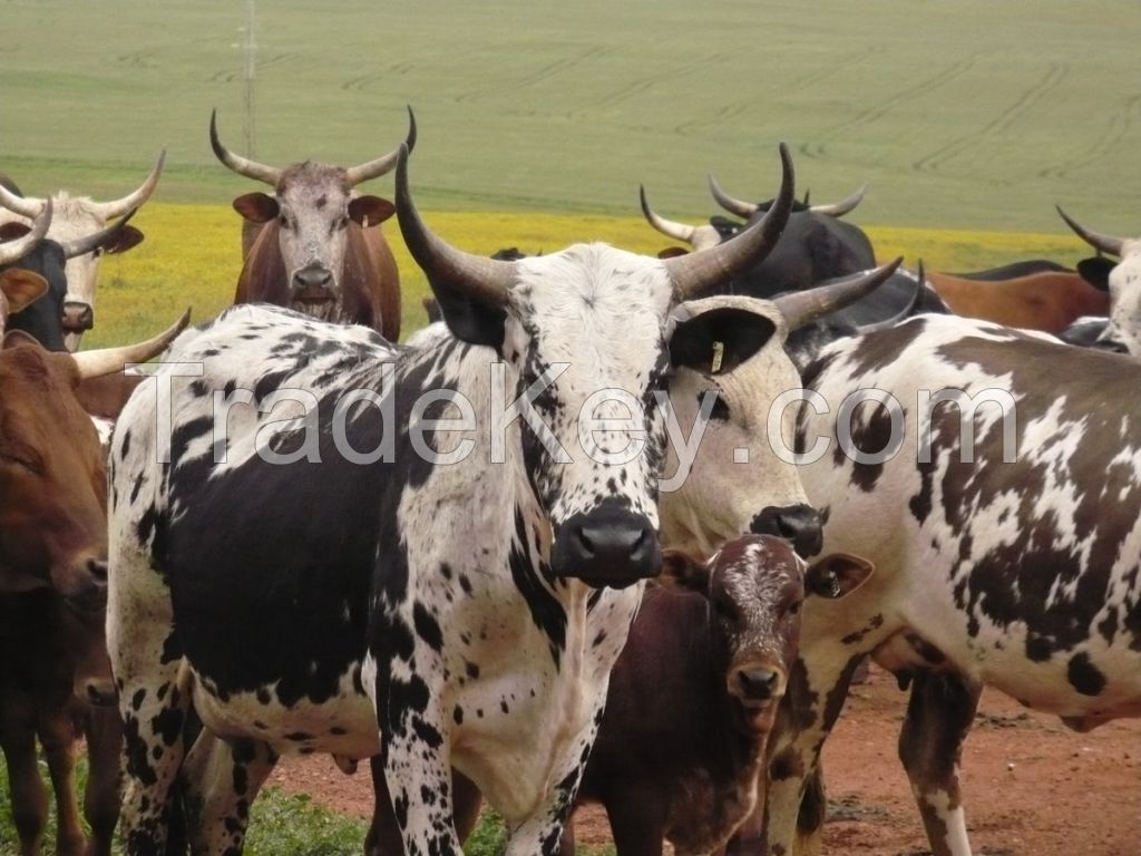 Nguni  Cattles for sale