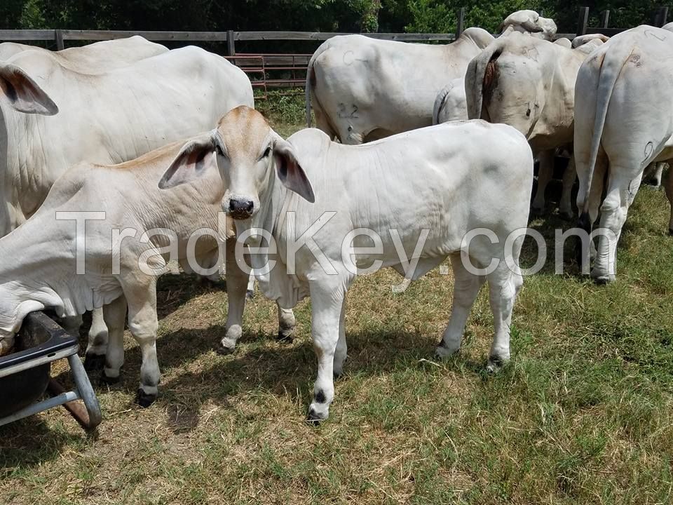 Bonsmara Cattles for sale