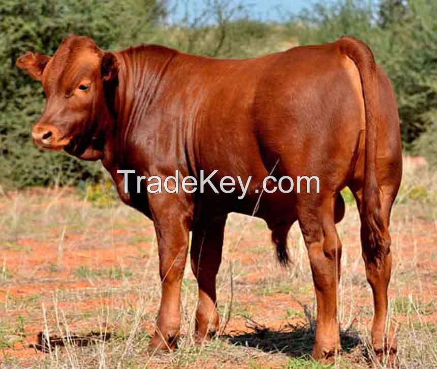 Bonsmara Cattles for sale
