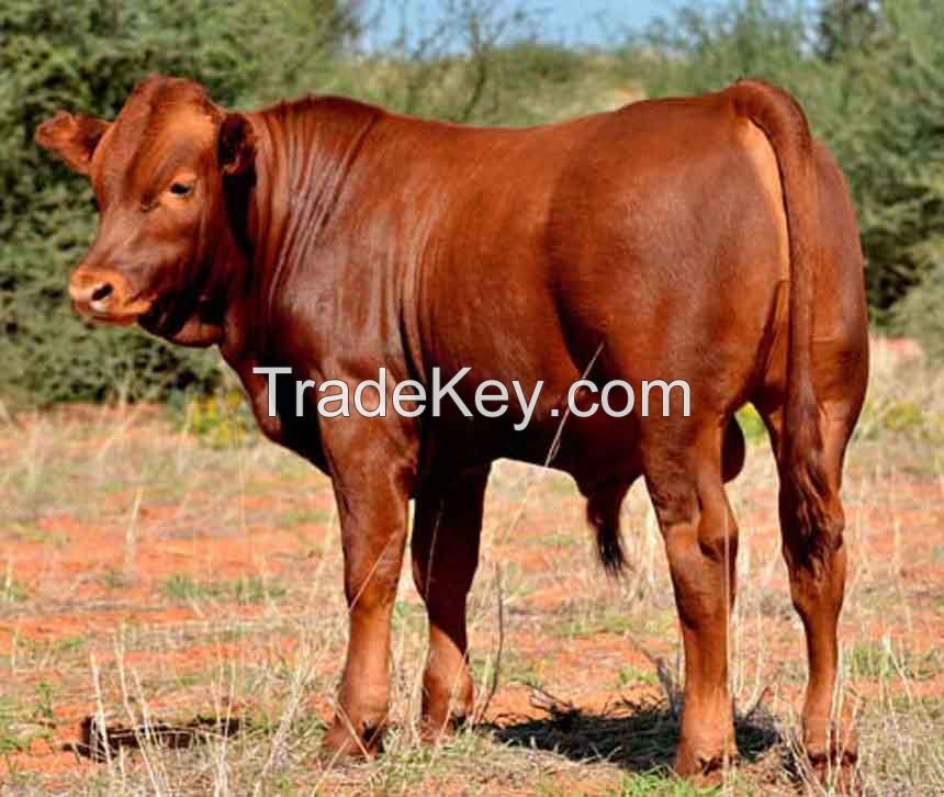 Bonsmara Cattles for sale 