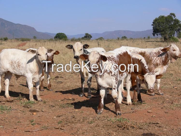 Nguni  Cattles for sale