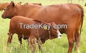 Bonsmara Cattles for sale 