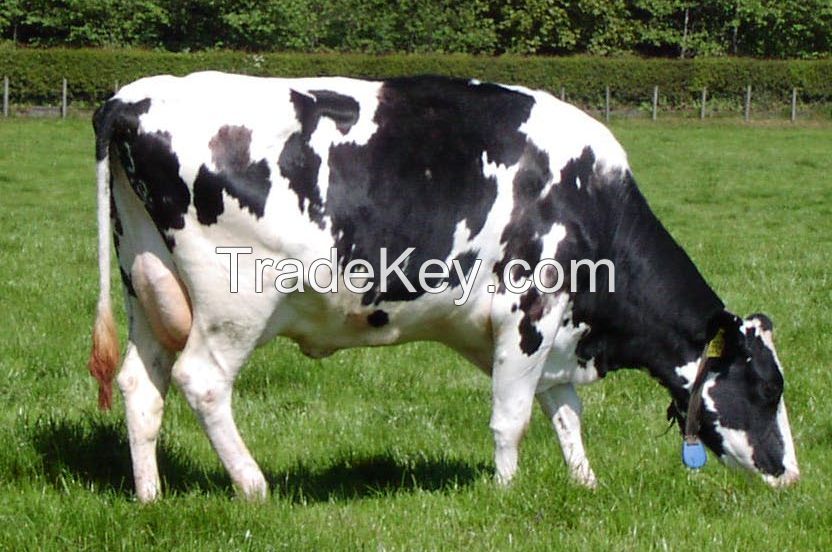 Friesian cows for sale