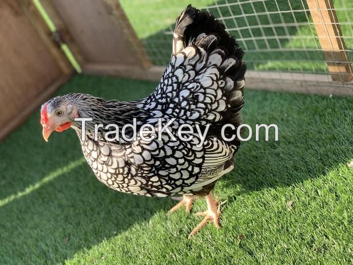 silver Laced Chickens 