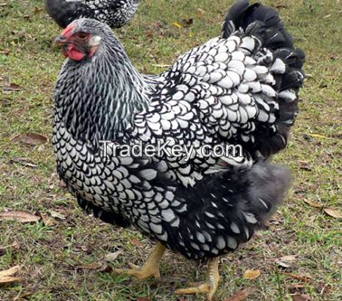 silver Laced Chickens