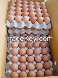 Fresh eggs 