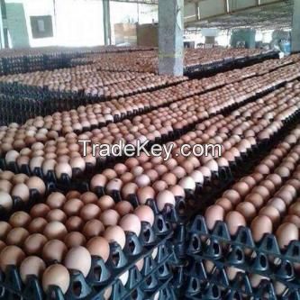 Fresh Eggs 