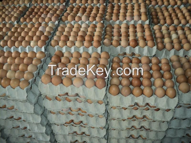 Eggs for sale