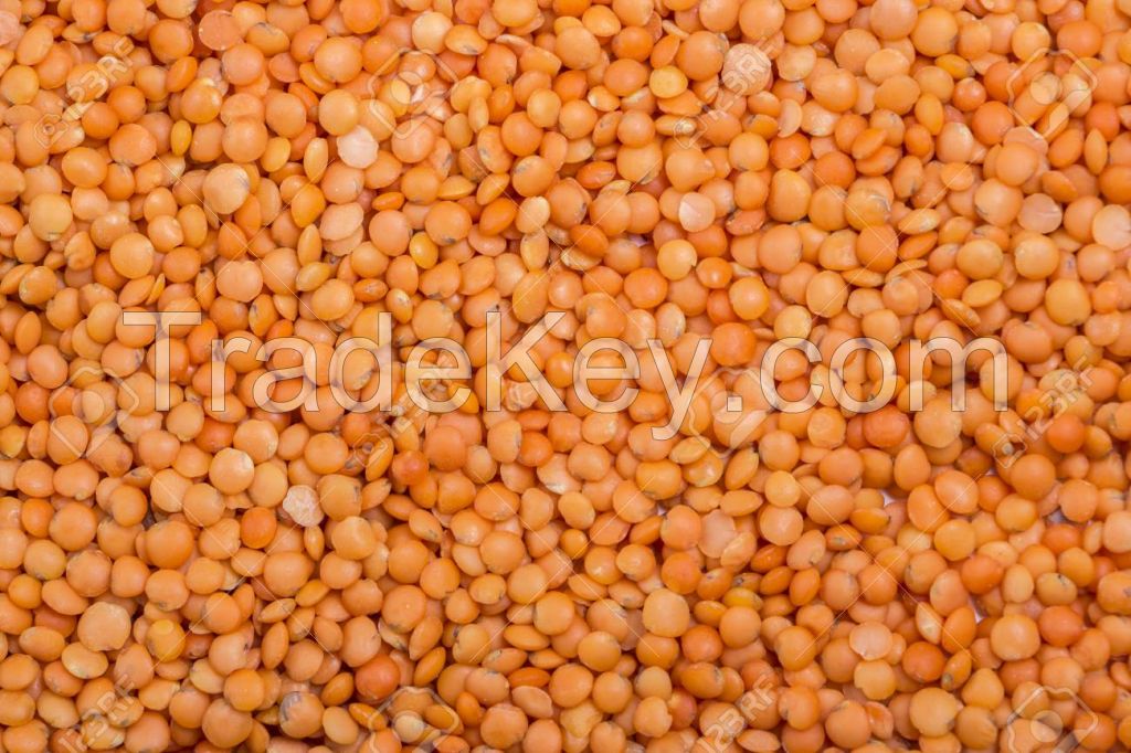 Red Lentil