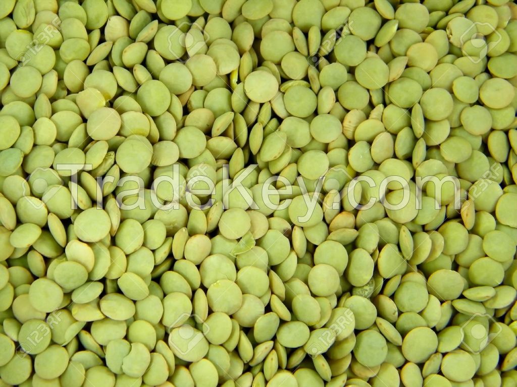 Green  Lentil 