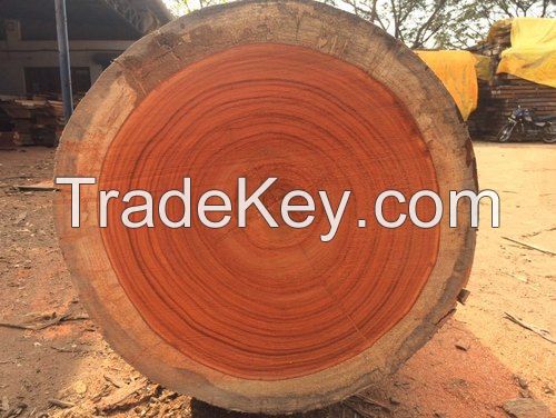 Red Padauk wood 