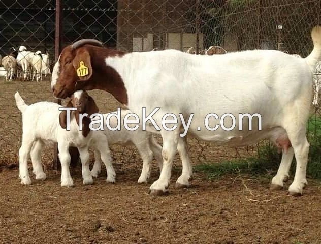 Boer Goats 