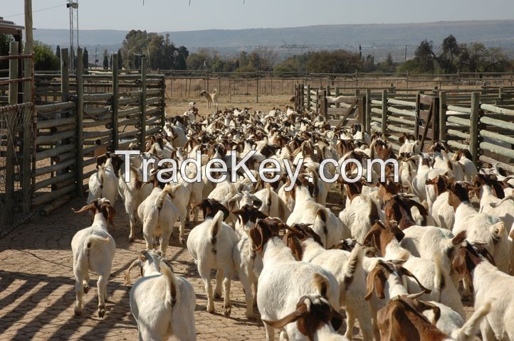 Pure Boer Goats 