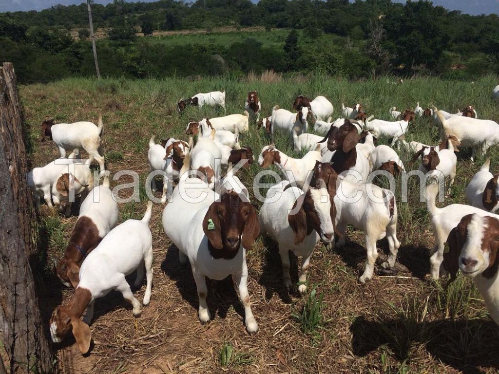 Boer Goats