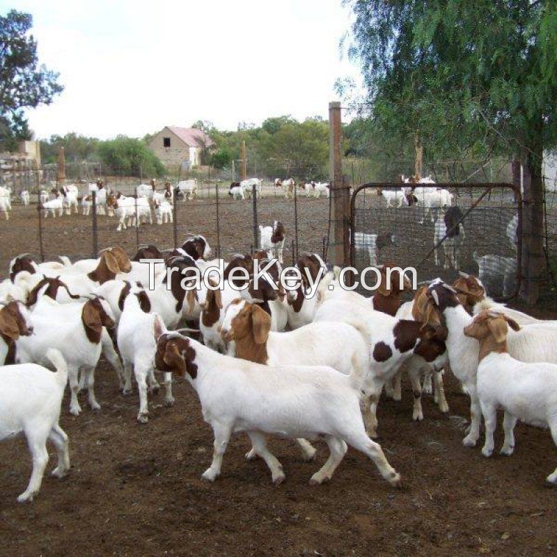 Quality Boer Goats
