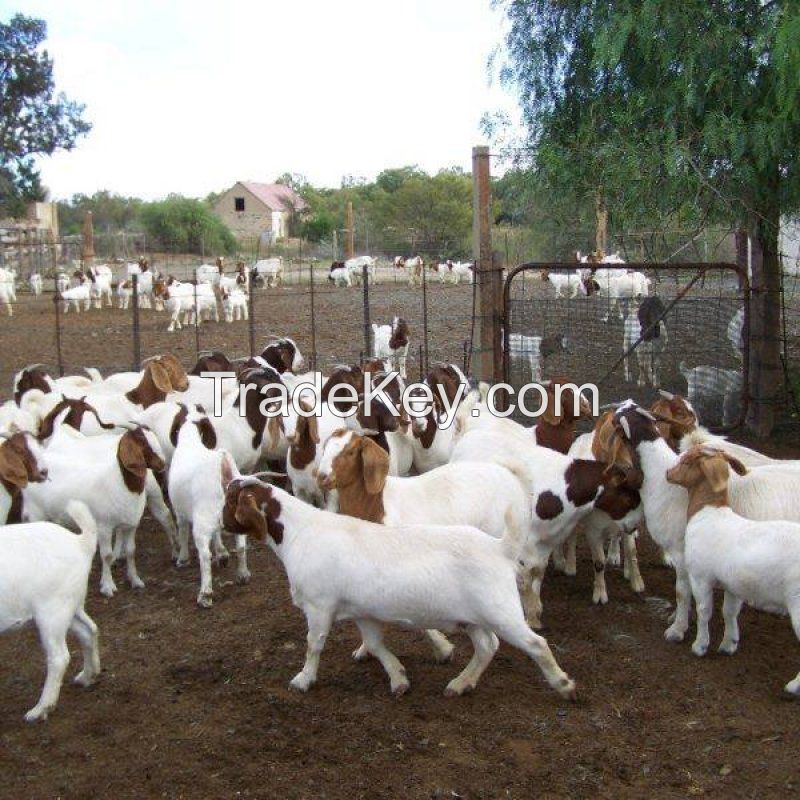 Quality Boer Goats 